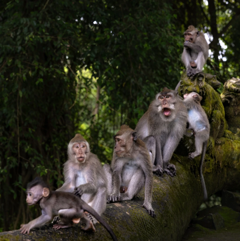 Monkey Forest Ubud - Our Work | Juicebox